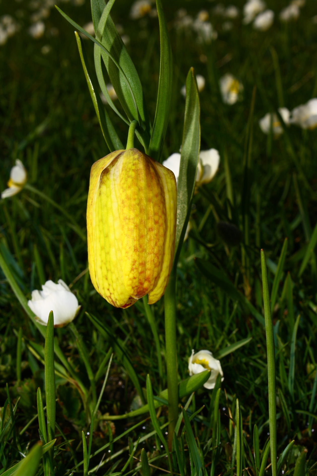 Fritillaria tubaeformis subsp. moggridgei / Meleagride di Moggridgei